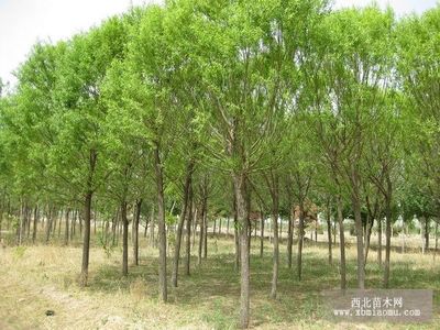 旱柳、絳柳、龍爪柳的生物特性與綜合養(yǎng)殖技術(shù)及種植咨詢指南